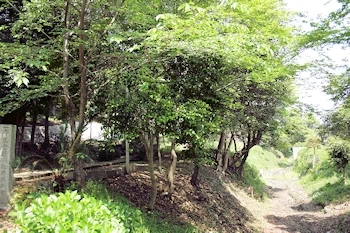 御所山古墳の画像