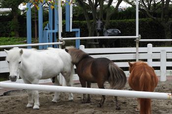 小倉競馬場の風景