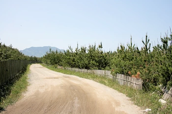三里松原の画像