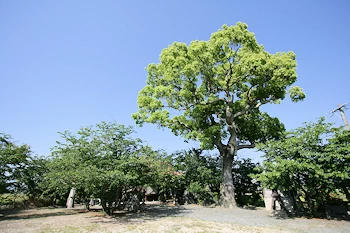 三島神社の画像