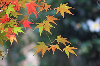 英彦山の紅葉の画像