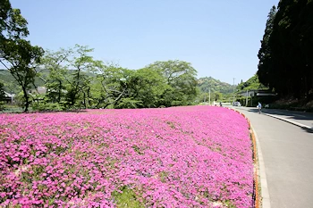 黒木芝桜の画像