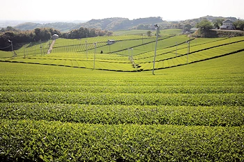 八女中央大茶園の画像