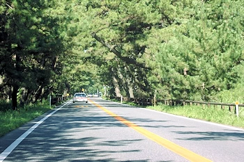 虹の松原を走行の風景