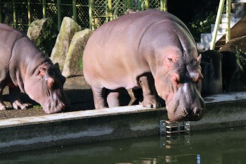 熊本市動植物園の画像