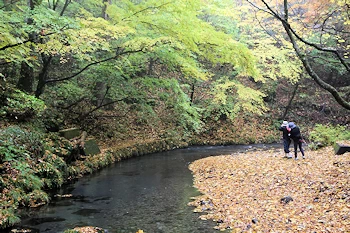 男池湧水群の画像