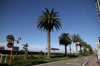 宮崎市橘公園線の風景