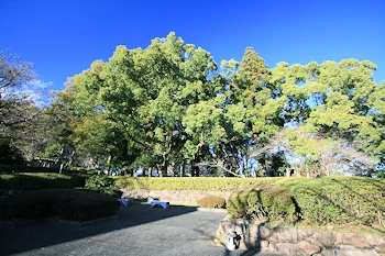 舞鶴公園の画像