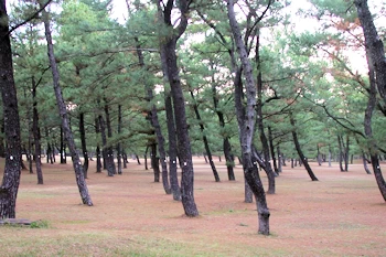 くにの松原の風景