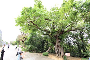 アカギの大木の風景
