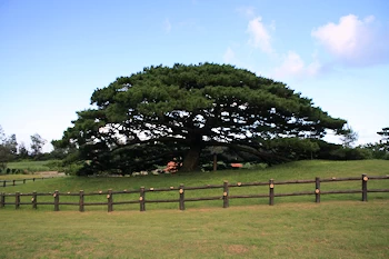 念頭平松公園の画像