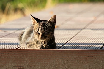 近江八幡にいた猫の画像