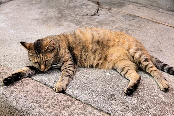 尾道にいた猫の画像