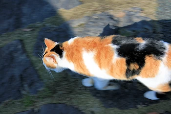 浮島周辺水辺公園にいた猫の画像